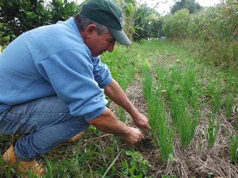  Earth Under the Foot: Unveiling a Masterpiece of Brazilian Agroecology