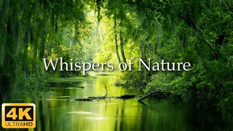 Wandering the Wild: A Guide to Finding Yourself in Nature” – An Ode to Solitude and the Whispers of the Earth